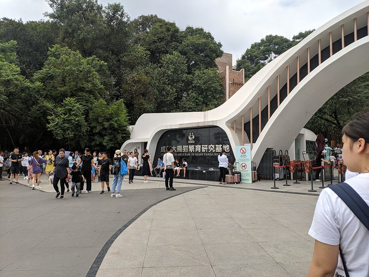Panda-Forschungsstation in Chengdu, China