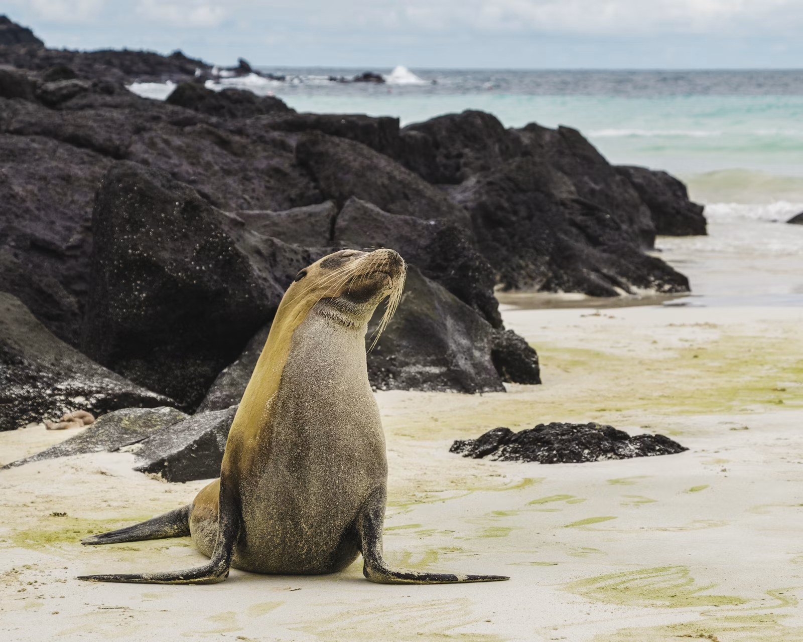 Galápagos-Inseln in Ecuador