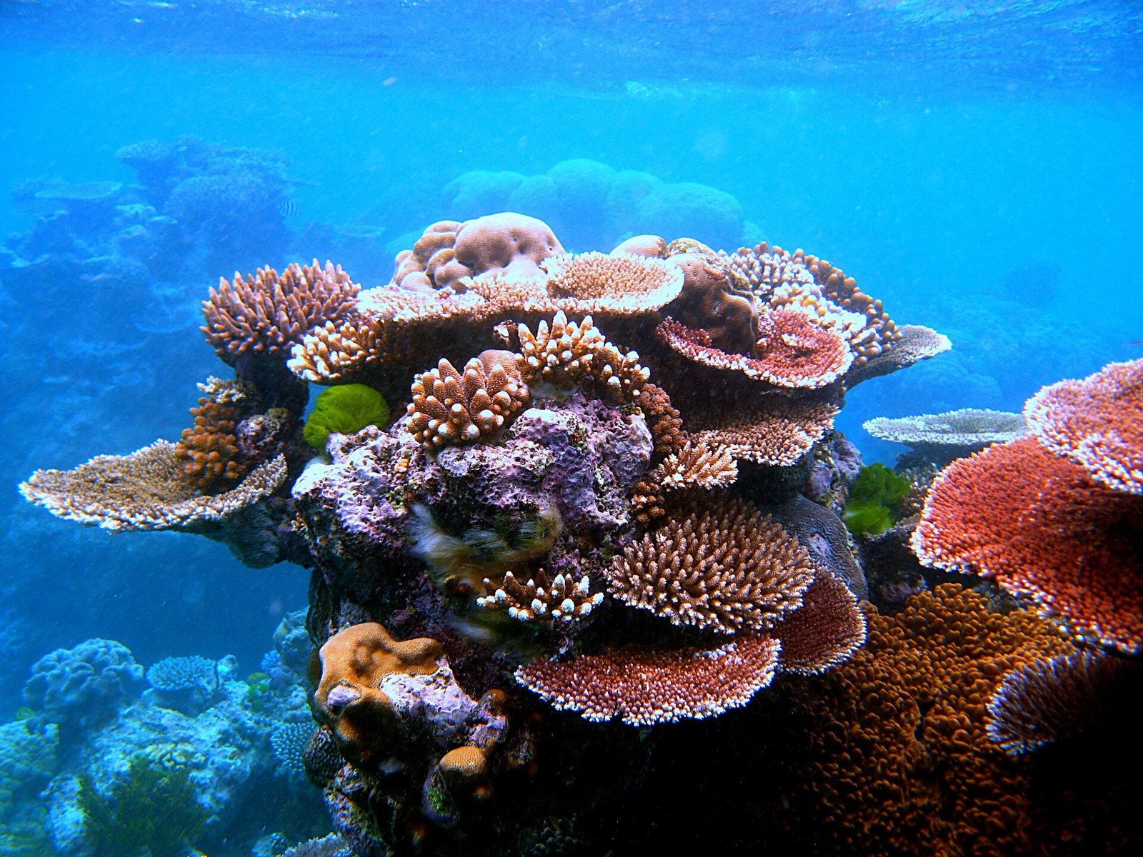 Great Barrier Reef in Australien