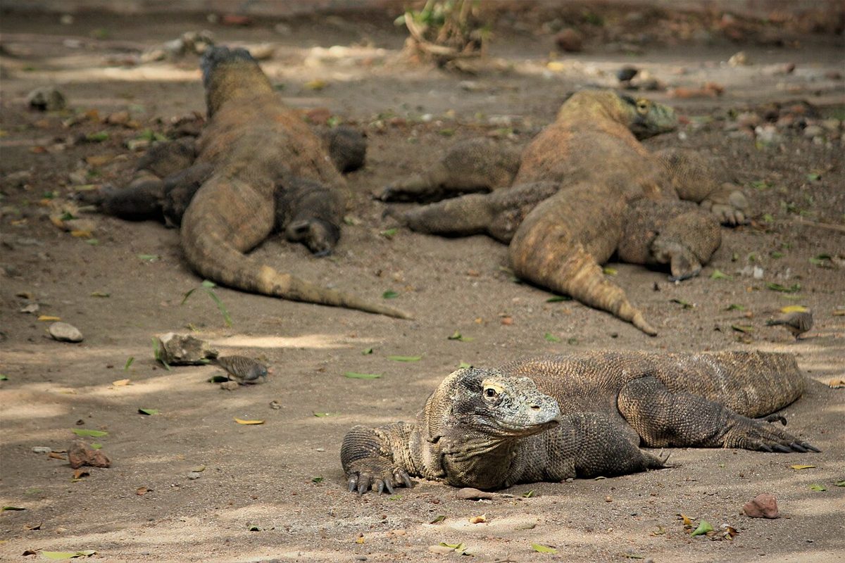 Komodo-Nationalpark in Indonesien