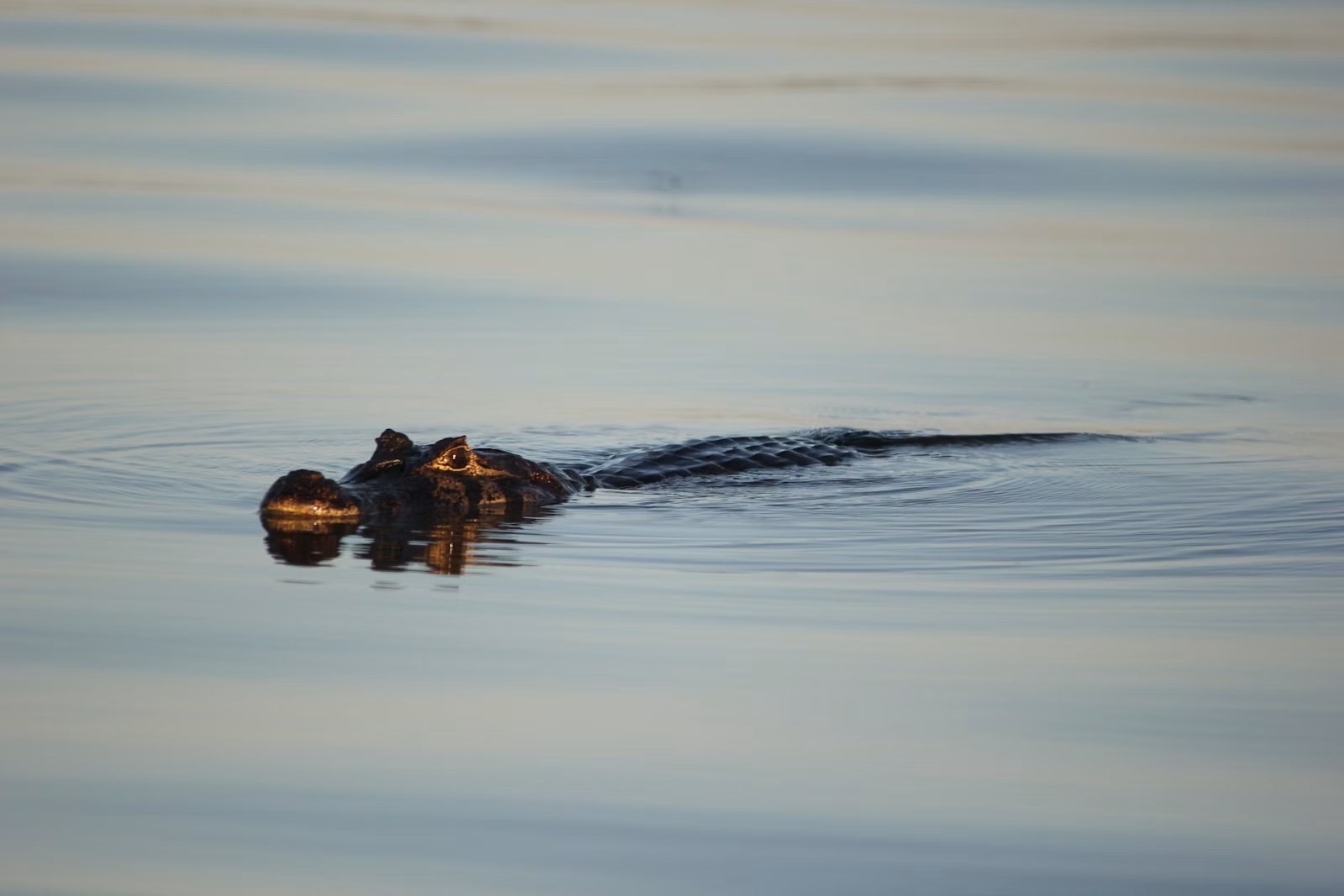 Pantanal in Brasilien